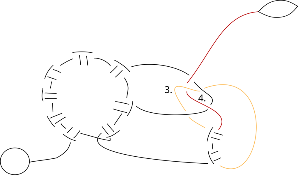 Zwei Occhiringe, die an einander angeschlungen wurden. Schematische Darstellung